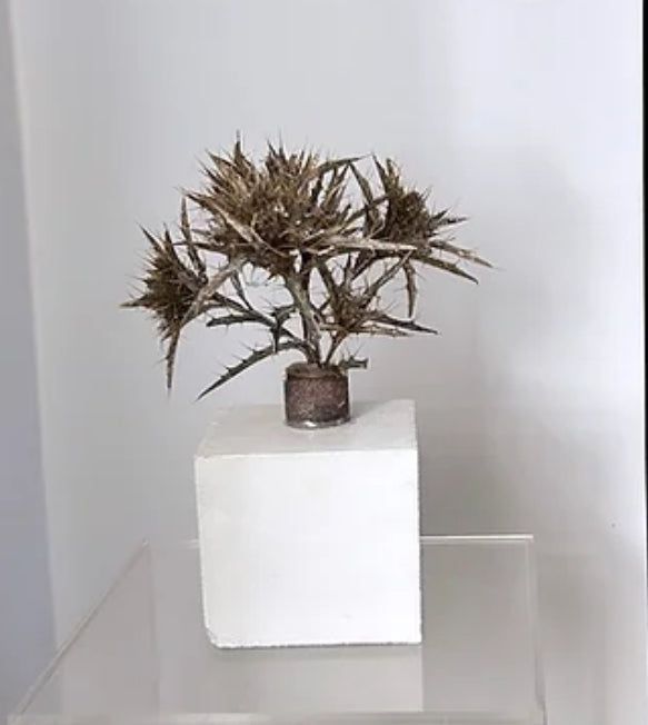 Escultura vegetal Leonarda