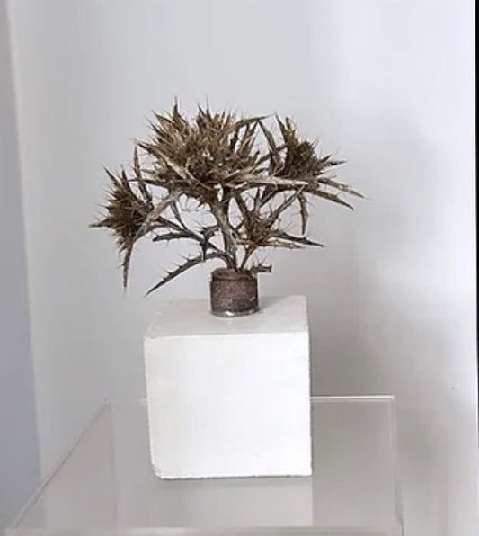 Escultura vegetal Leonarda