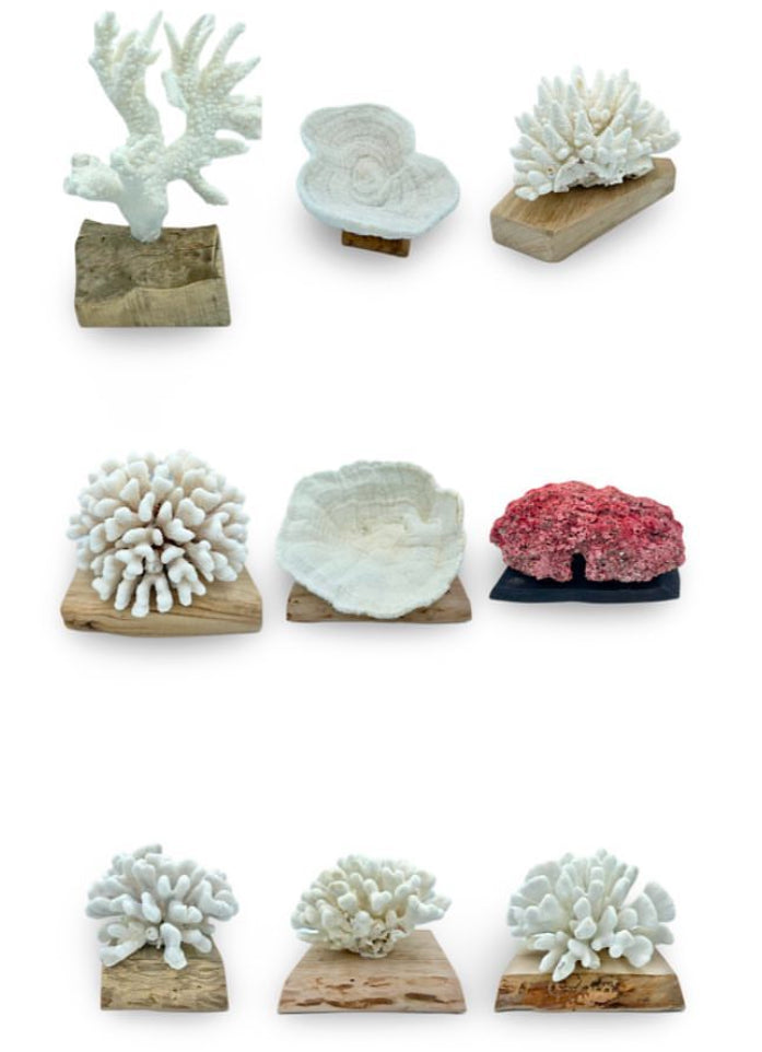 Coral Mynordics