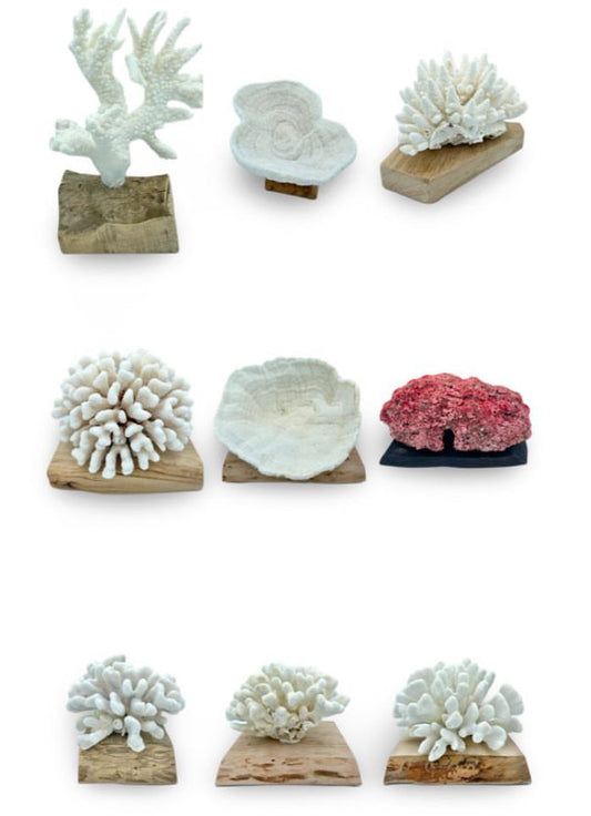 Coral Mynordics